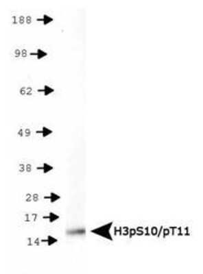 Western Blot: Histone H3 [p Thr11, p Ser10] Antibody [NB21-1092] - Detection of H3pS10/pT11 in HeLa histone preps. Observed molecular weight is ~15 kDa.